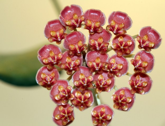 Close up of the peduncle of severak flowers bundled together. They are primarly an pinkish orange with a dark red center and yellow accents. The star shaped center is dewy at the the points.