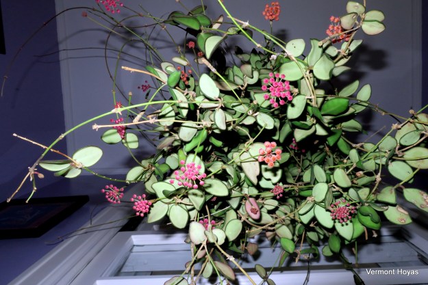 A hanging Hoya Aff. Sp. Burtoniae, featuring olive green leaves and pink bunches of flowers. Photo taken from a downwards perspective indoors.