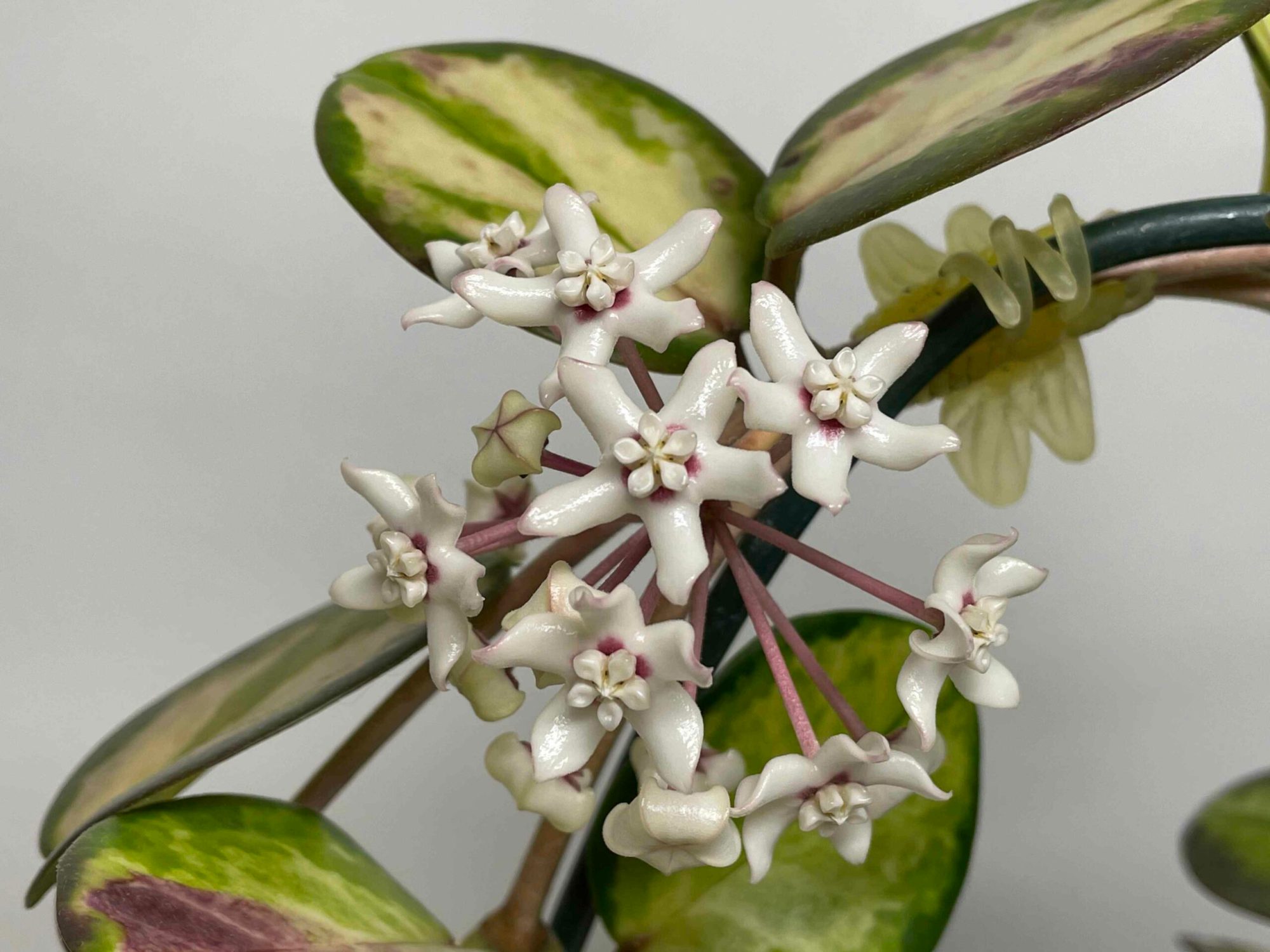 Close up of the white waxy star shaped flowers of the Hoya Australis 'Lisa'. The centers are white and star shaped with magenta accents.