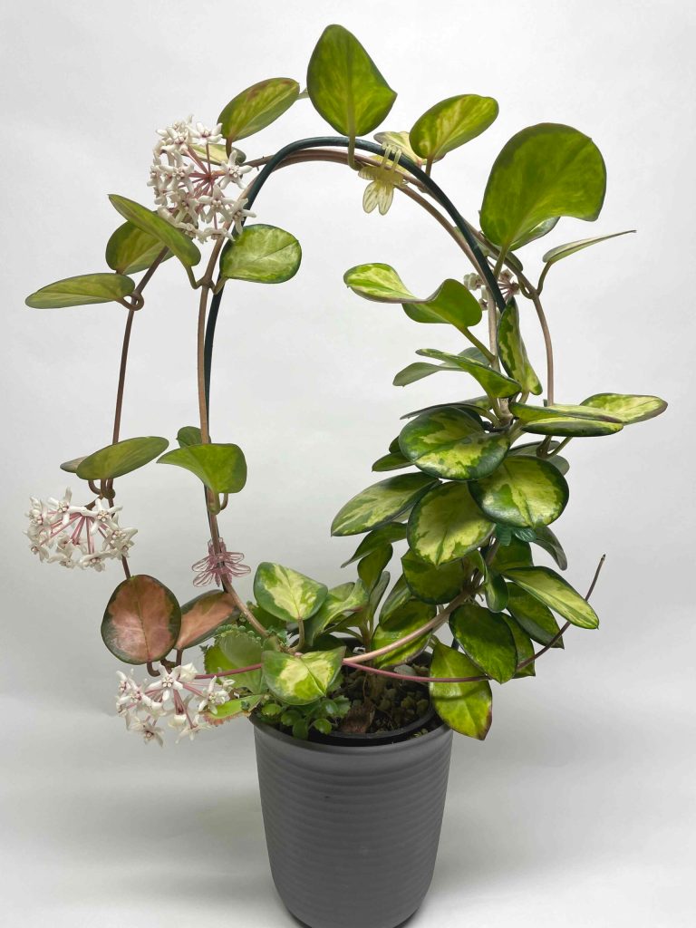 Small Hoya Australis 'Lisa' is looped around a circular heavy wire. Leaves are Dark green with light green and cream gree variegation. Younger leaves along the vine is slightly pink.