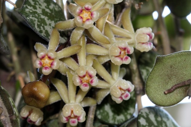 Close up of the flowers of the Hoya Curtisii. There are over 6 flowers in a bundle. The petals are star burst shaped, trailing behind the center. They are fuzzy and yellow or cream colored. The centers are cream with magenta and yellow accents.