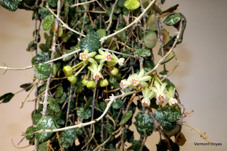 Close up picture of the dark olive green splashed leaves of the Hoya curtisii. Hanging plant features 2 bundles of flowers that are yellow and look like shooting stars. 