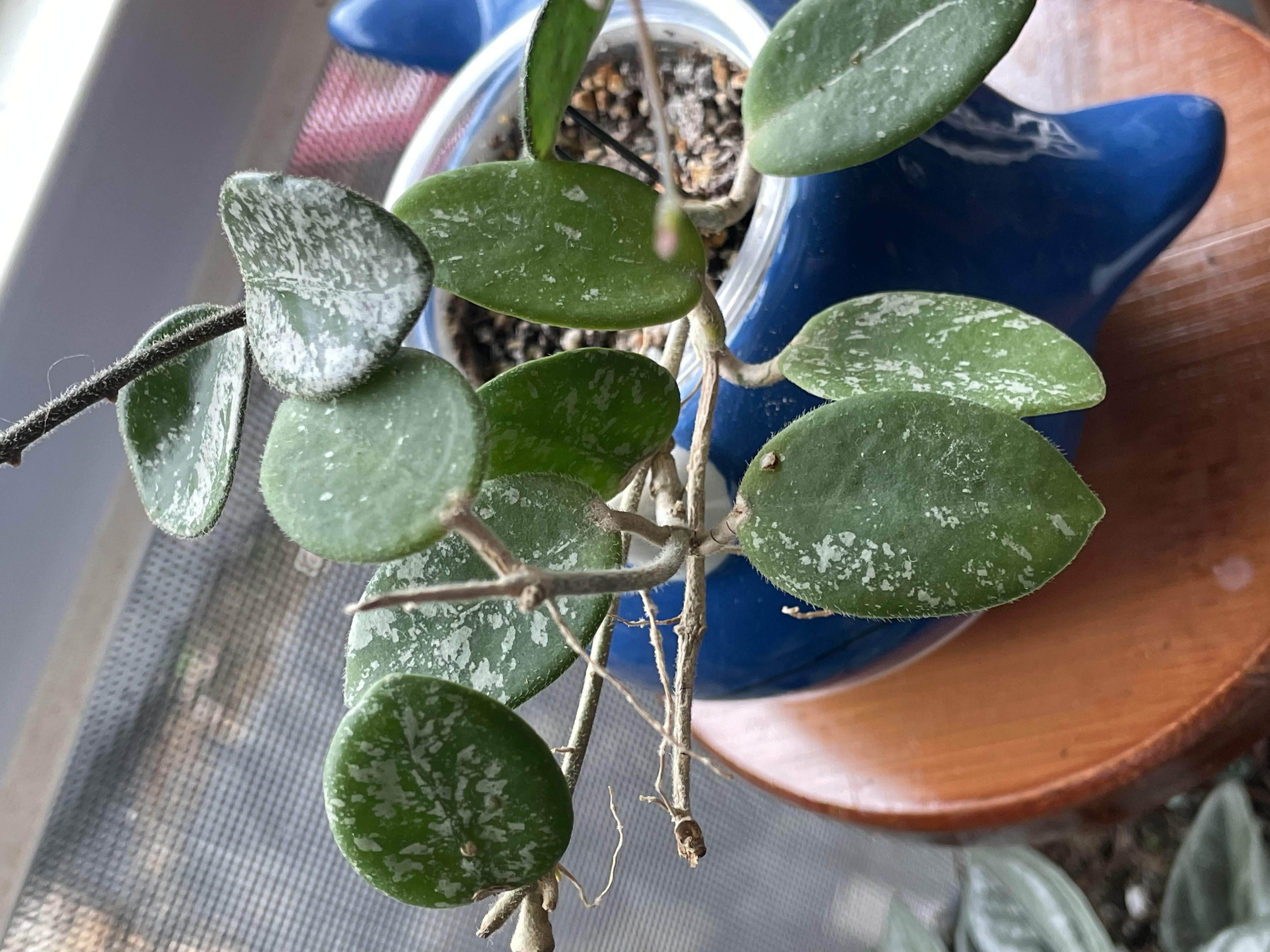 Close up of the leaves of the Hoya 'Mathilde'. The leaves are green and medium sized and oval in shape. They are splashed with a white flecks. The stems seem to be dry and twig like.