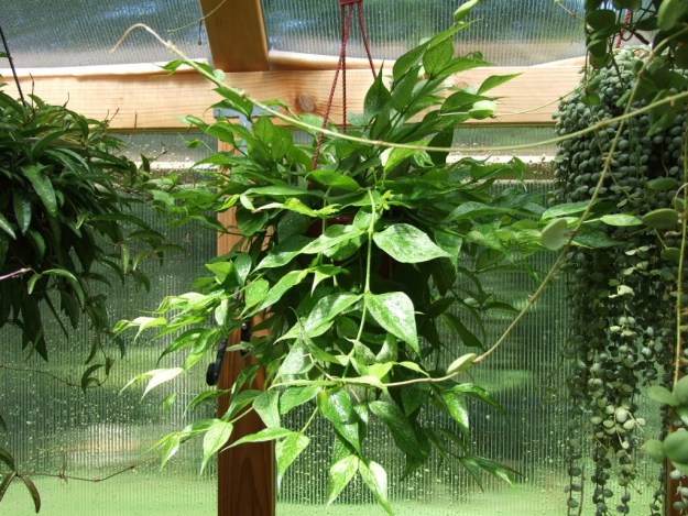 Hoya Polyneura plant, featuring it's iconic fishtail like leaves hanging in the sunshine. Photo taken facing the hanging plant.