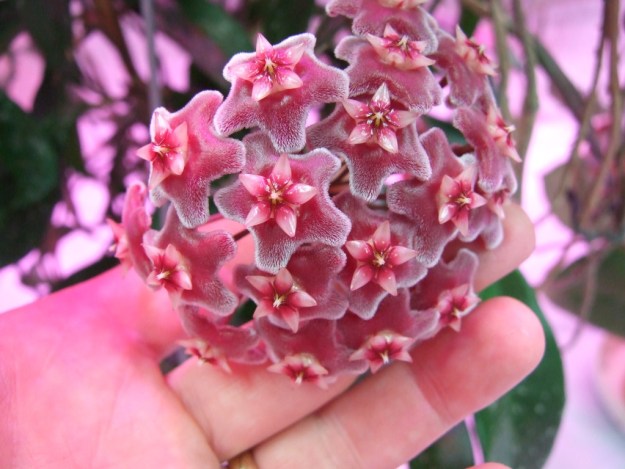 close up of fuzzy magenta flowers with a white star shaped center and magenta accents.