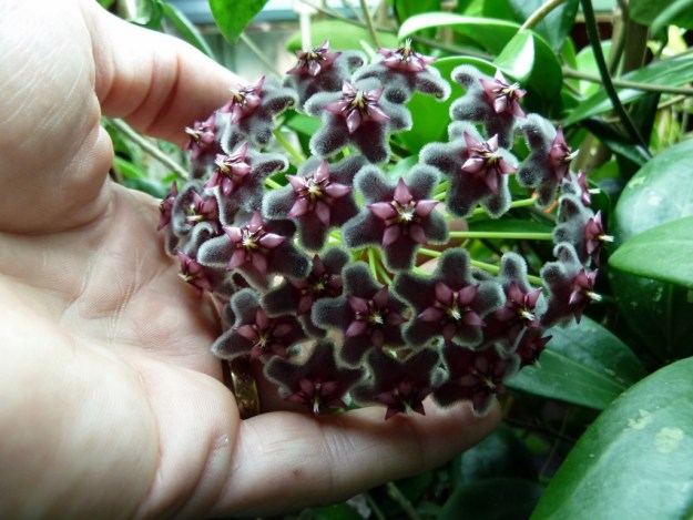 close up of fuzzy dark burgandy flowers with dark purple star shaped centers and white accents.