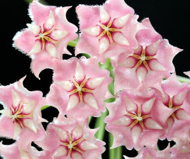 close up of fizzy light pink flowers with a white star shaped center and magenta and yellow accents.