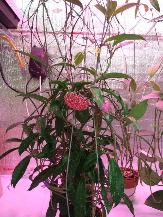 Picture of a Hoya Pubicalyx with long eliptic green leaves splashed with grey. There is one bundle of fuzzy pink flowers. Picture taken in an indoors greenhouse, frontfacing the plant.  