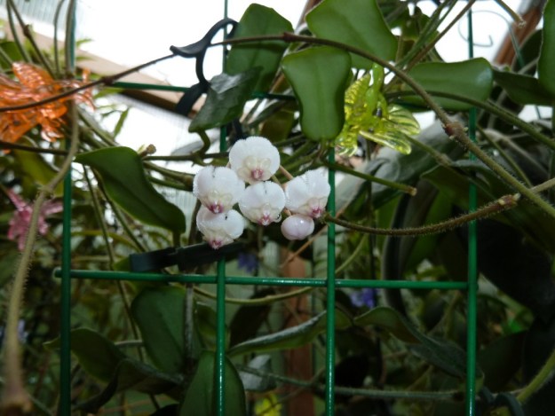 6 White flowers hanging from the leaves of a Hoya Rotundiflora. They are fuzzy and the centers are white and star shaped with accents of magenta. Centers are sticky with dew.