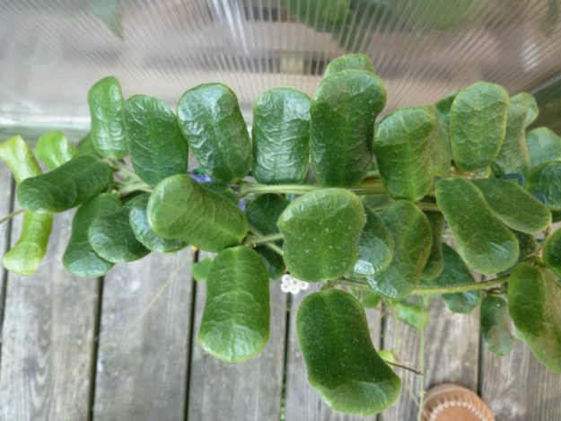 Close up of the rectangle shaped wrinkled leaves of the Hoya Rotundiflora. Leaves are slightly fuzzy.