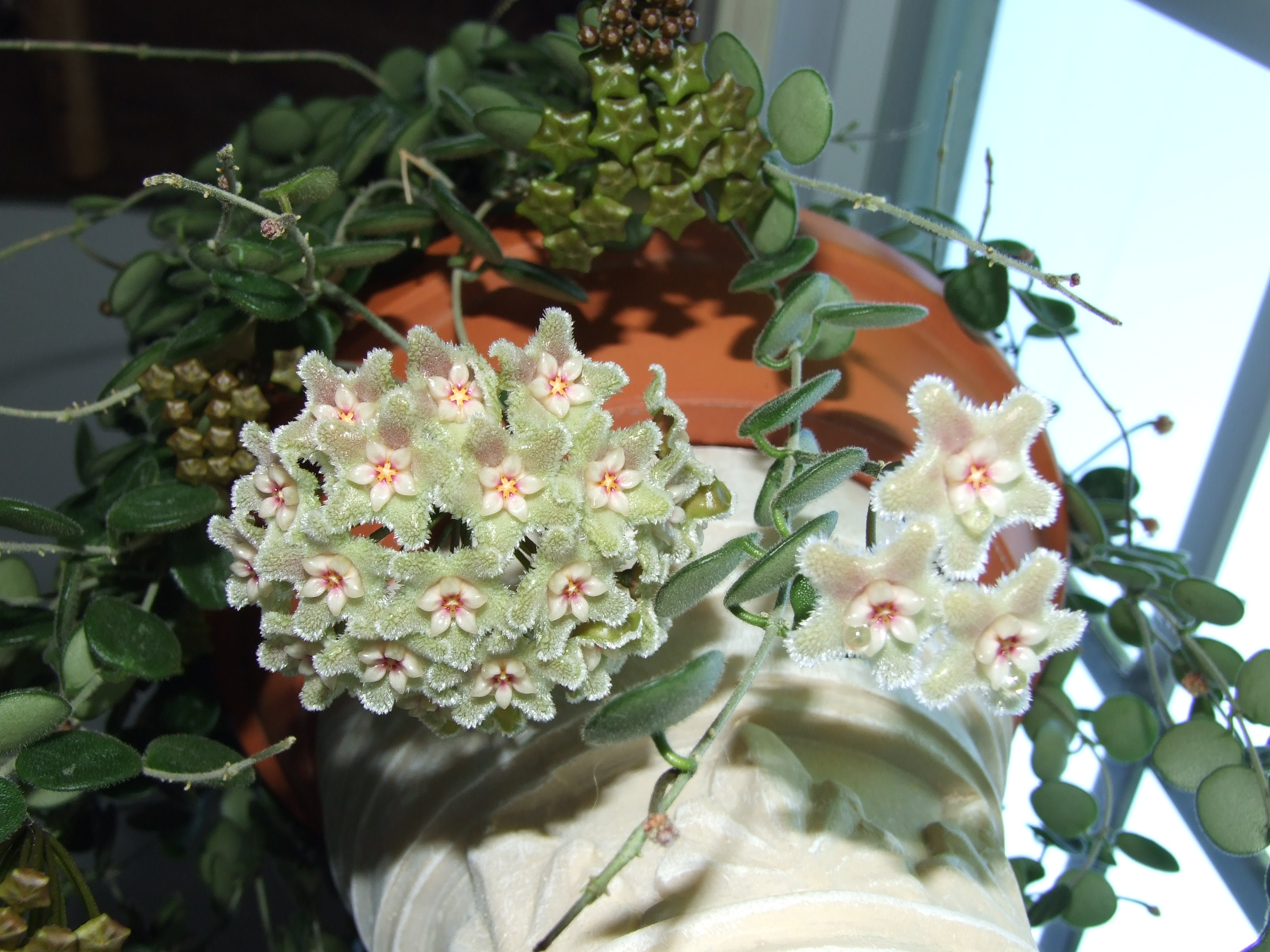 Close up of 2 bundles of several flowers. Flowers are a light green white, with white star shaped centers with light pink and yellow accents. Some flowers have dew dripping from center.