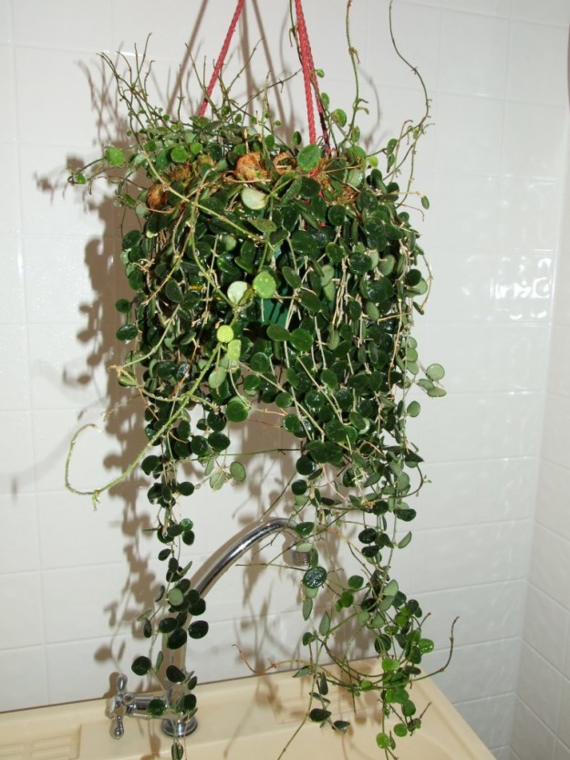 Small oval dark green leaves spill out of this Hoya Serpens hanging basket. The photo is taken front facing and done so indoors.