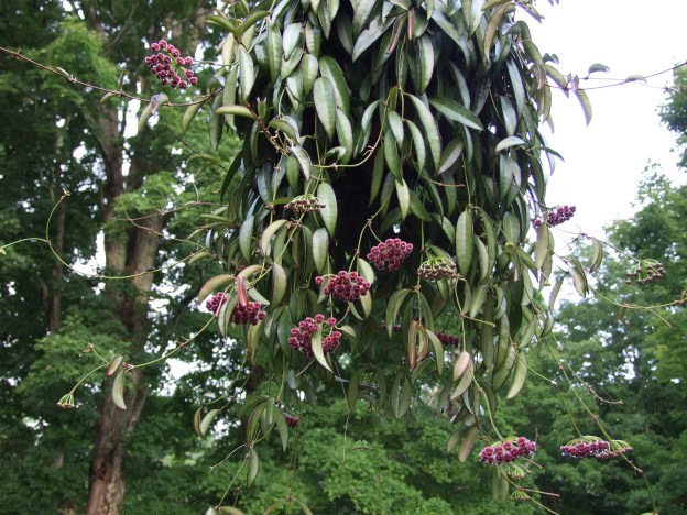 Large hanging Hoya Wayetii. Long green elliptical leaves with dark margins. Several bundles of magenta flowers cover the plant.