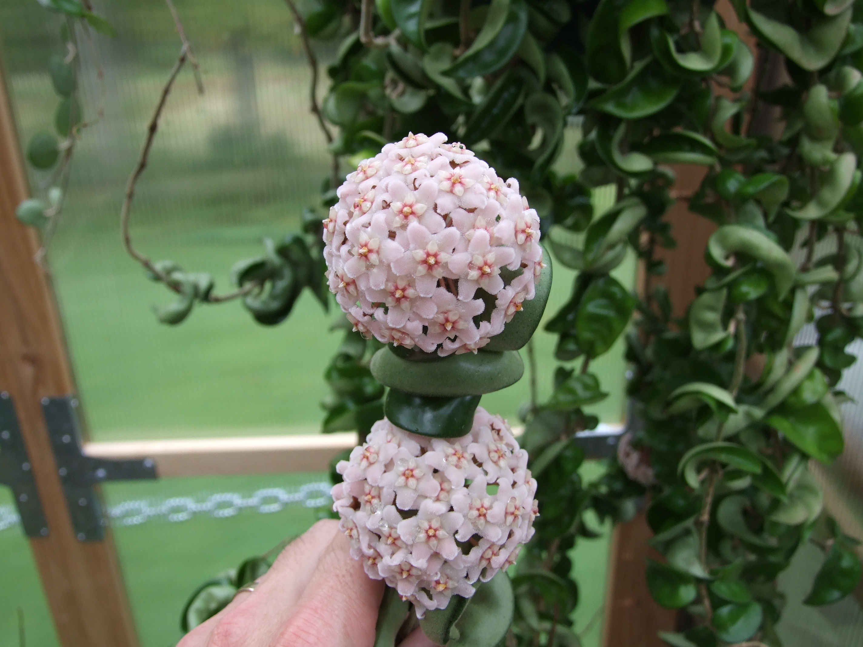 A close up of two large bundles of more than a dozen flowers. The flowers are fuzzy and pink. The centers are white and star-shaped and have pink and yellow accents. the centers of the flowers have dew around them.