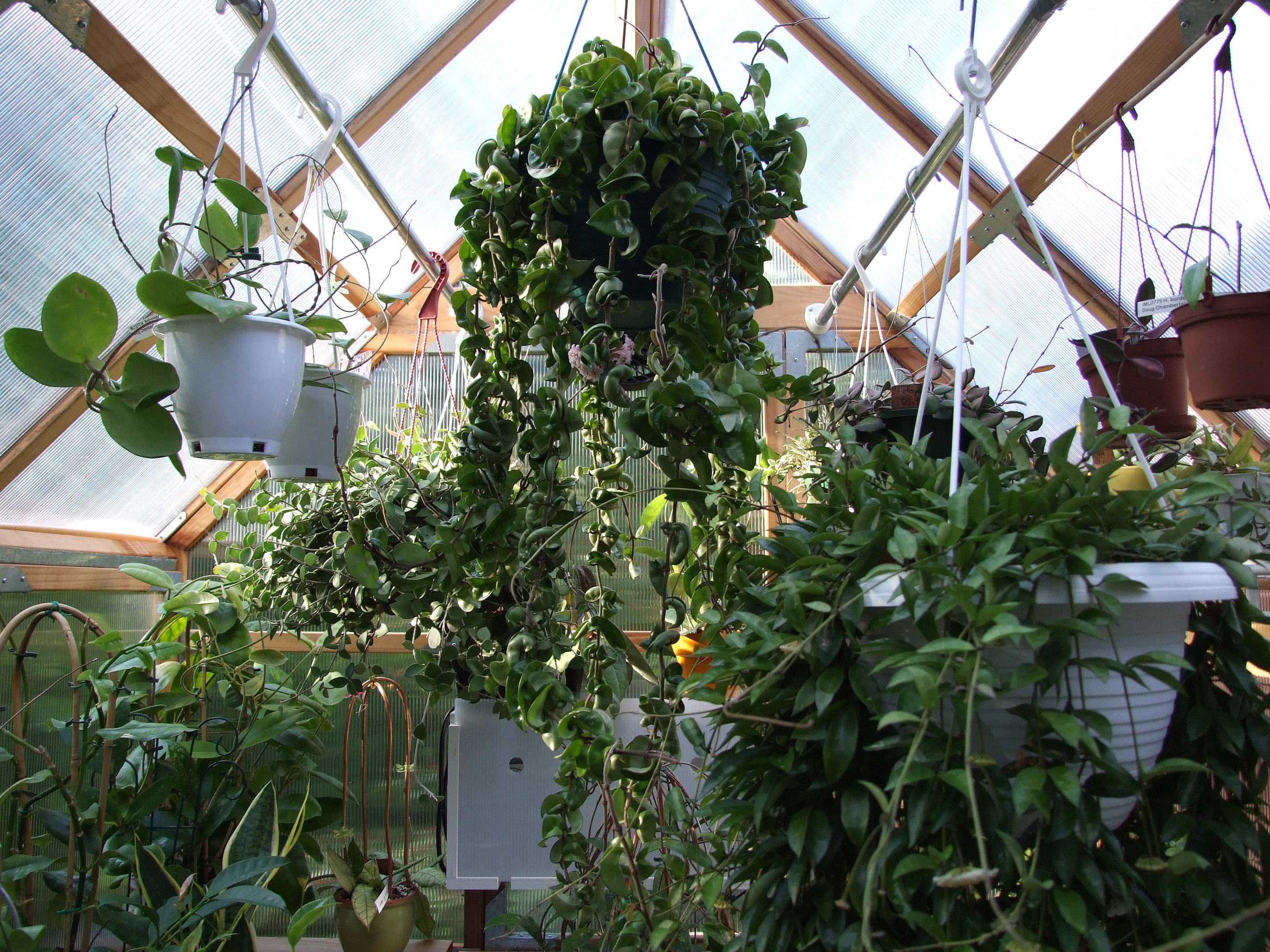 Large hanging Hoya compacta plant with long spiraled trailing leaves. Picture is taken front-facing in a greenhouse. 