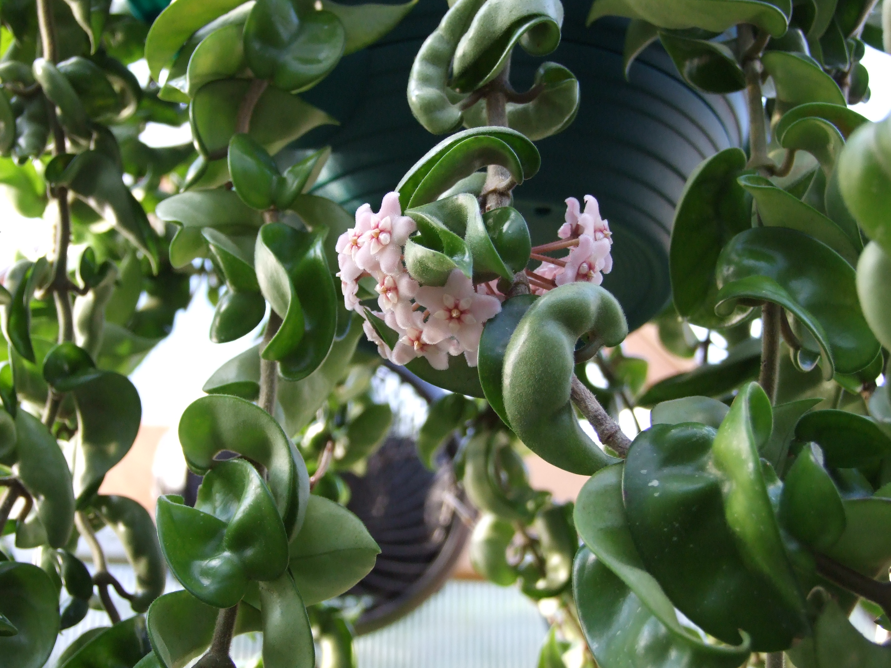 A close up of a hanging Hoya Compacta. The leaves are green and crinkled and wrap around the vine. A bundle of dewy flowers can be seen.