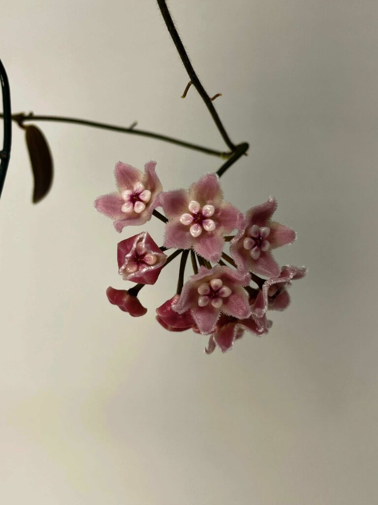 Bundle of over 7 flowers. There are several stages of blooming visable. Some flowers have yet to bloom while another is the process of opening. The flowers are star shaped and fuzzy. The petals are light pink with white waxy centers and magenta accents.