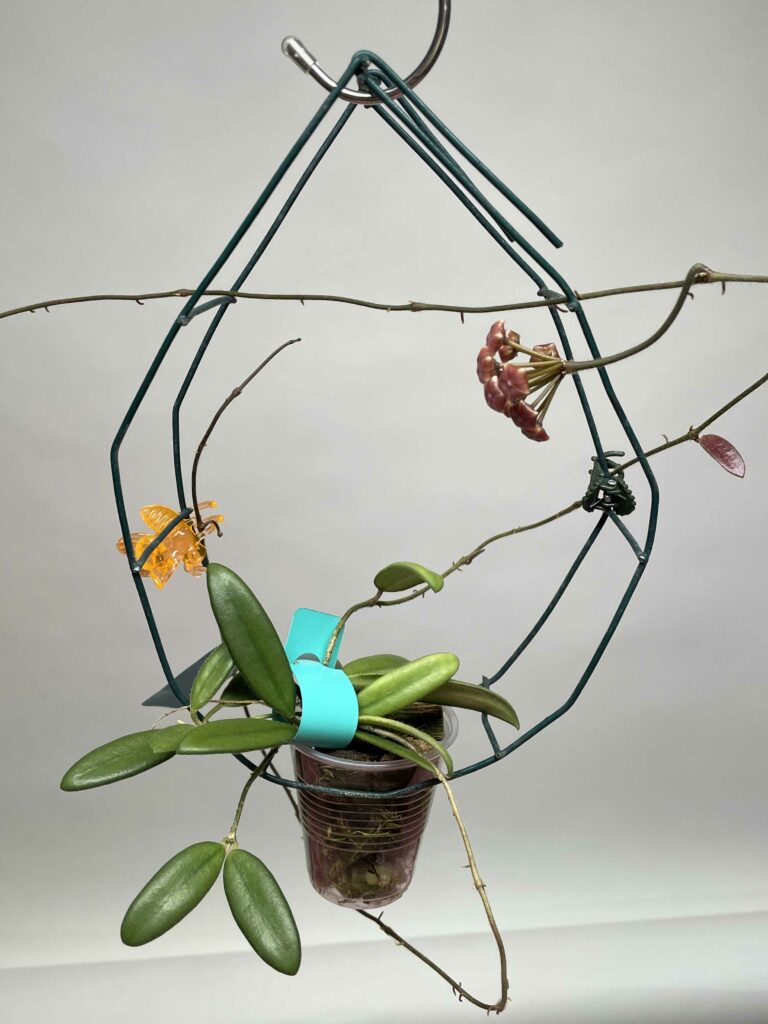 Close up of a small hanging Hoya Lyi. The leaves are narrow and long. They are green in color and sometimes have hairs on them. A small bundle of flowers are visable and have yet to bloom.