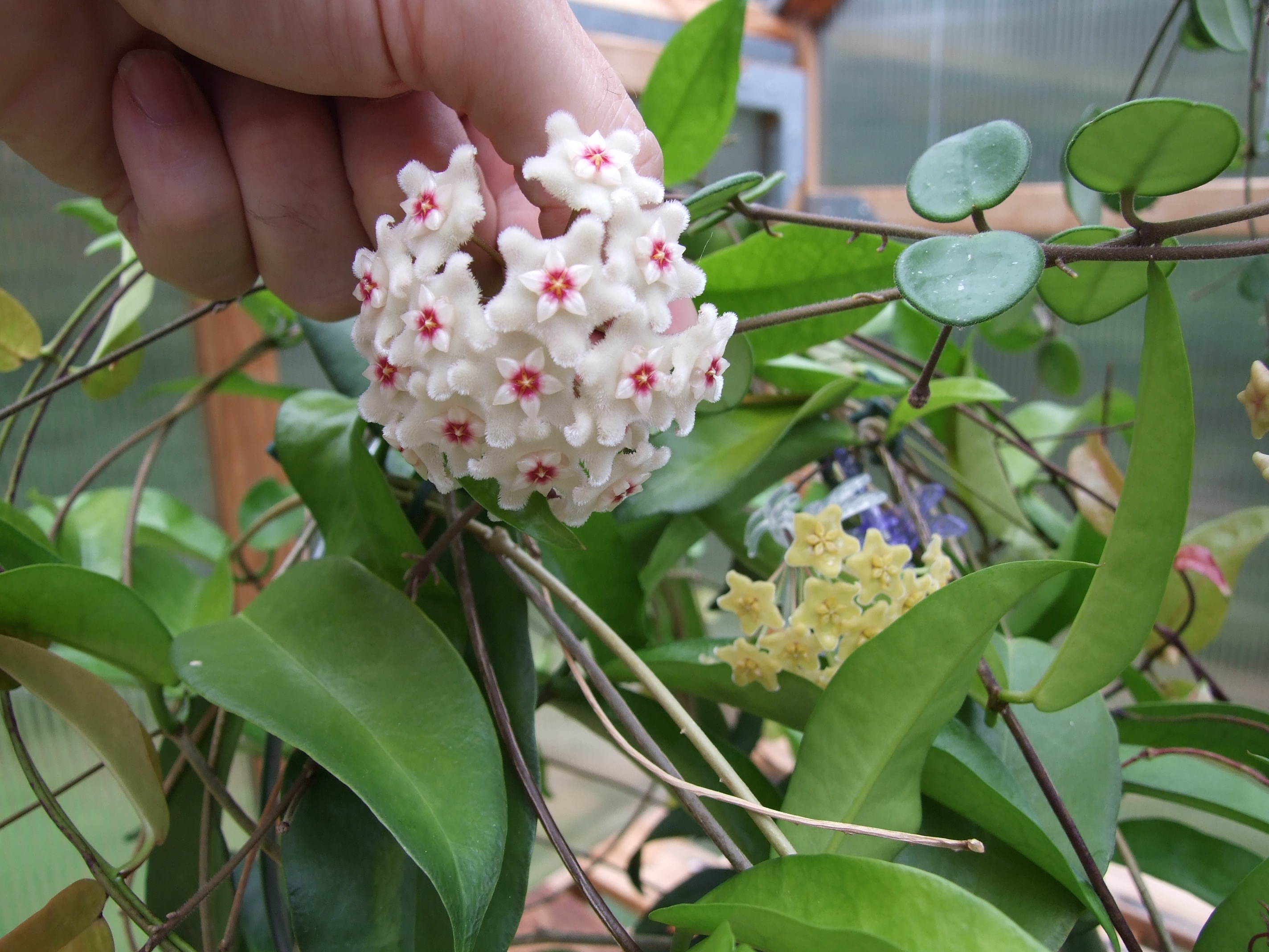 Close up of the flower of the Hoya 'Mathilde'. The bundle of flowers contain over 10 flowers that are white and fuzzy. The centers of the flowers are star shaped and white with accents of fushia and yellow.