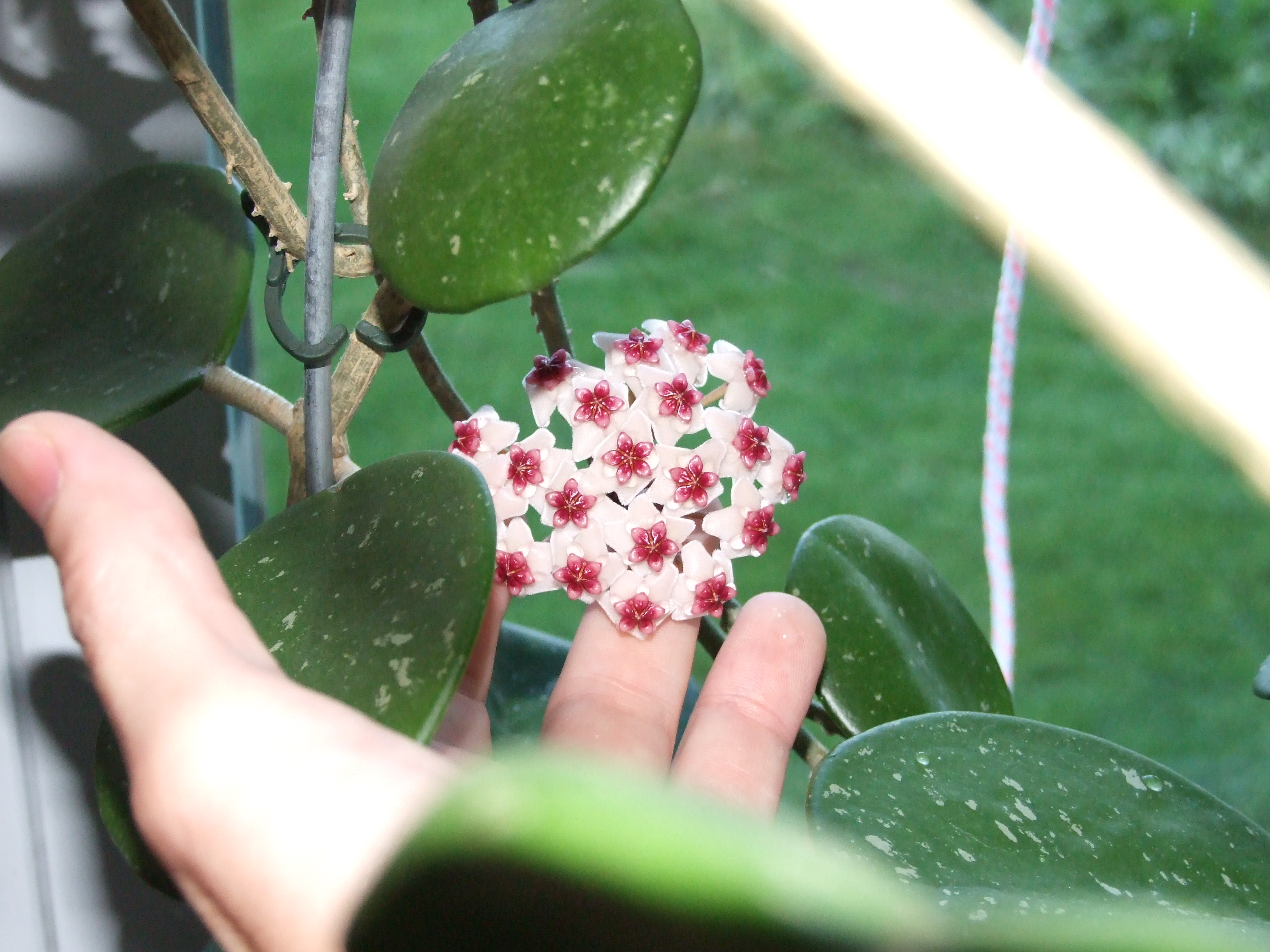 A close up of the fuzzy white flowers of the Hoya Obovata. The centers are magenta and star-shaped with yellow accents. dew can be seen collecting around the center.