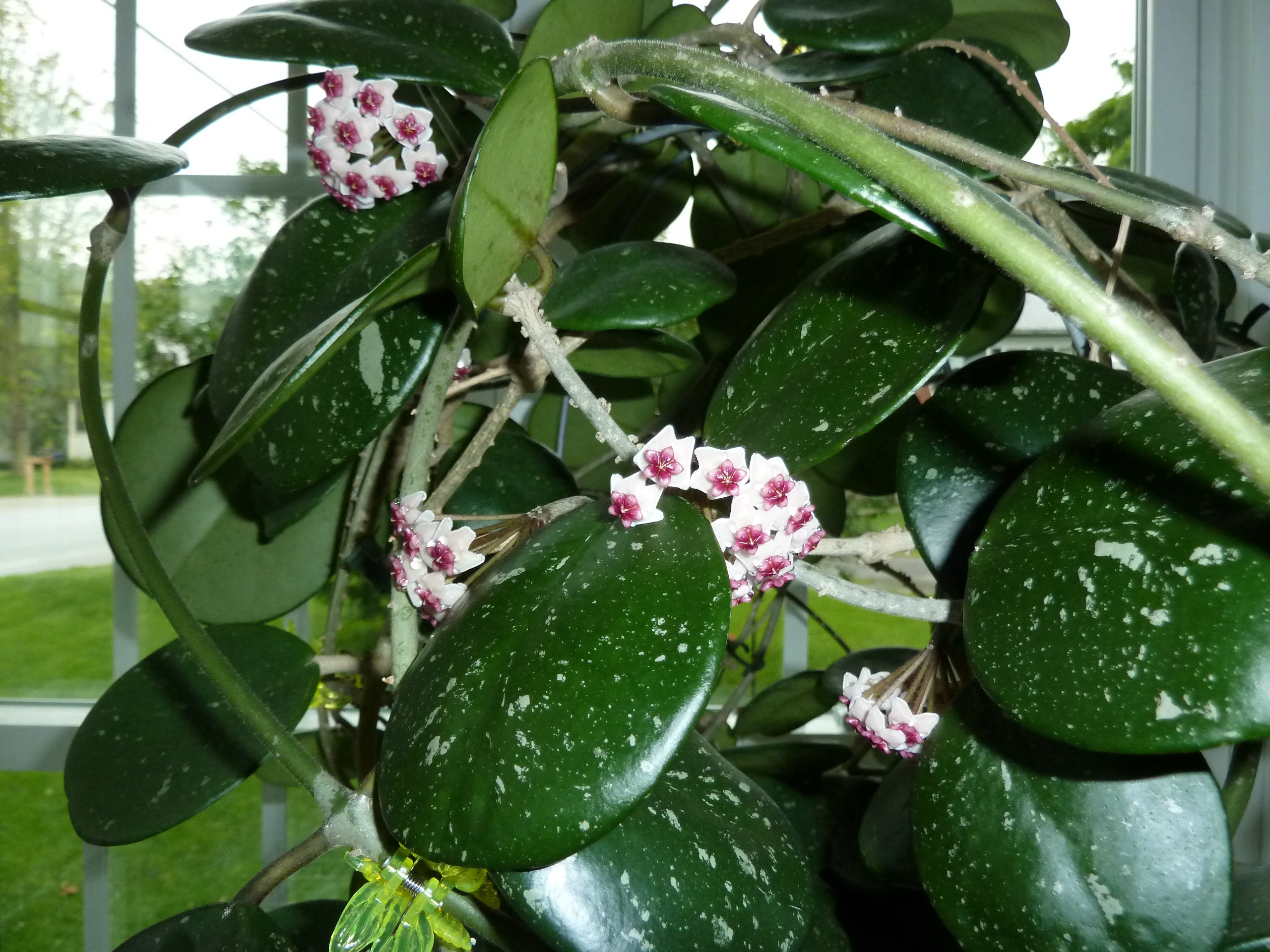 Close up picture of the large dark green oval leaves of the Hoya Obovata plant, splashed with grey. Hanging plant also has five bundles of white flowers with pink accents. 