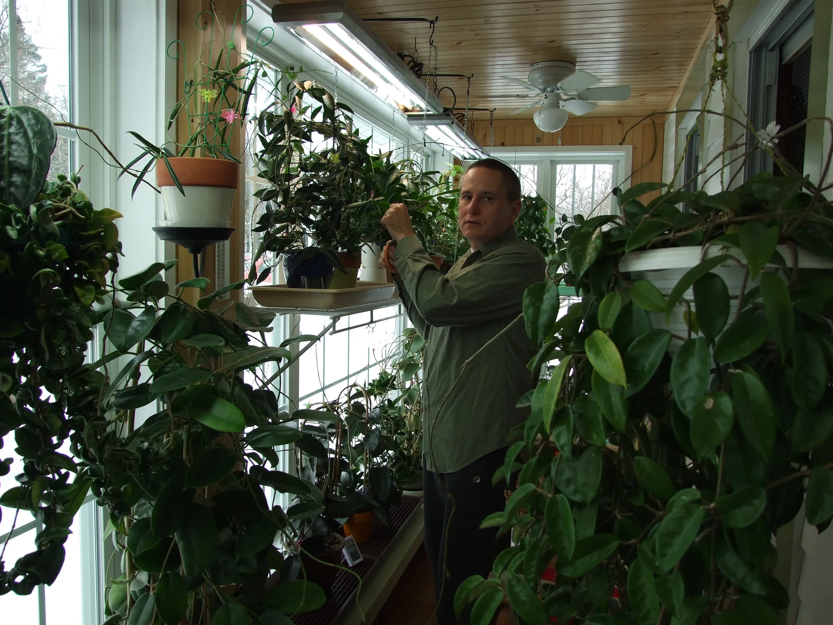 Man with light green shirt and slack stands in a small windowed room tendind to several Hoya plants.